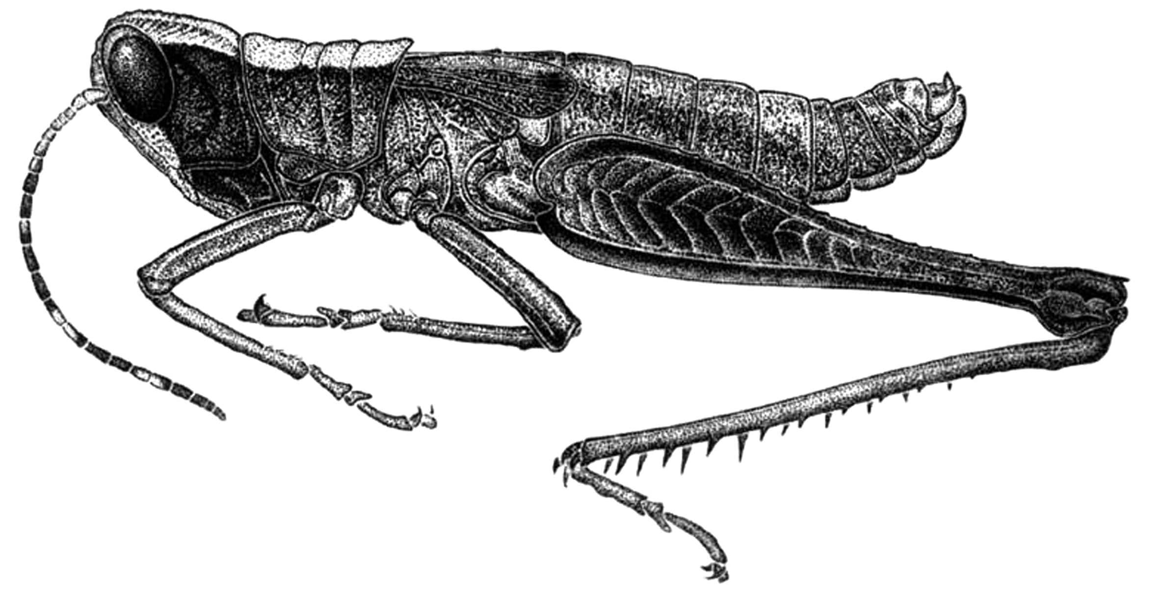 Maculiparia terramar Carbonell, 2002: Fig. 27 (after holotype). male, lateral view. (Otu).