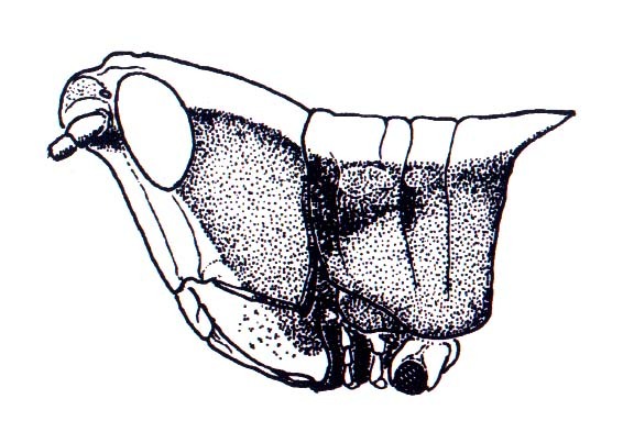 Phaeoparia aequatorialis (Giglio-Tos, 1898): Fig. 46A. male head and prothorax, lateral view. (Otu).