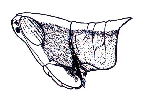 Phaeoparia tingomariae Carbonell, 2002: Fig. 46A. male head and pronotum, lateral view. (Otu).
