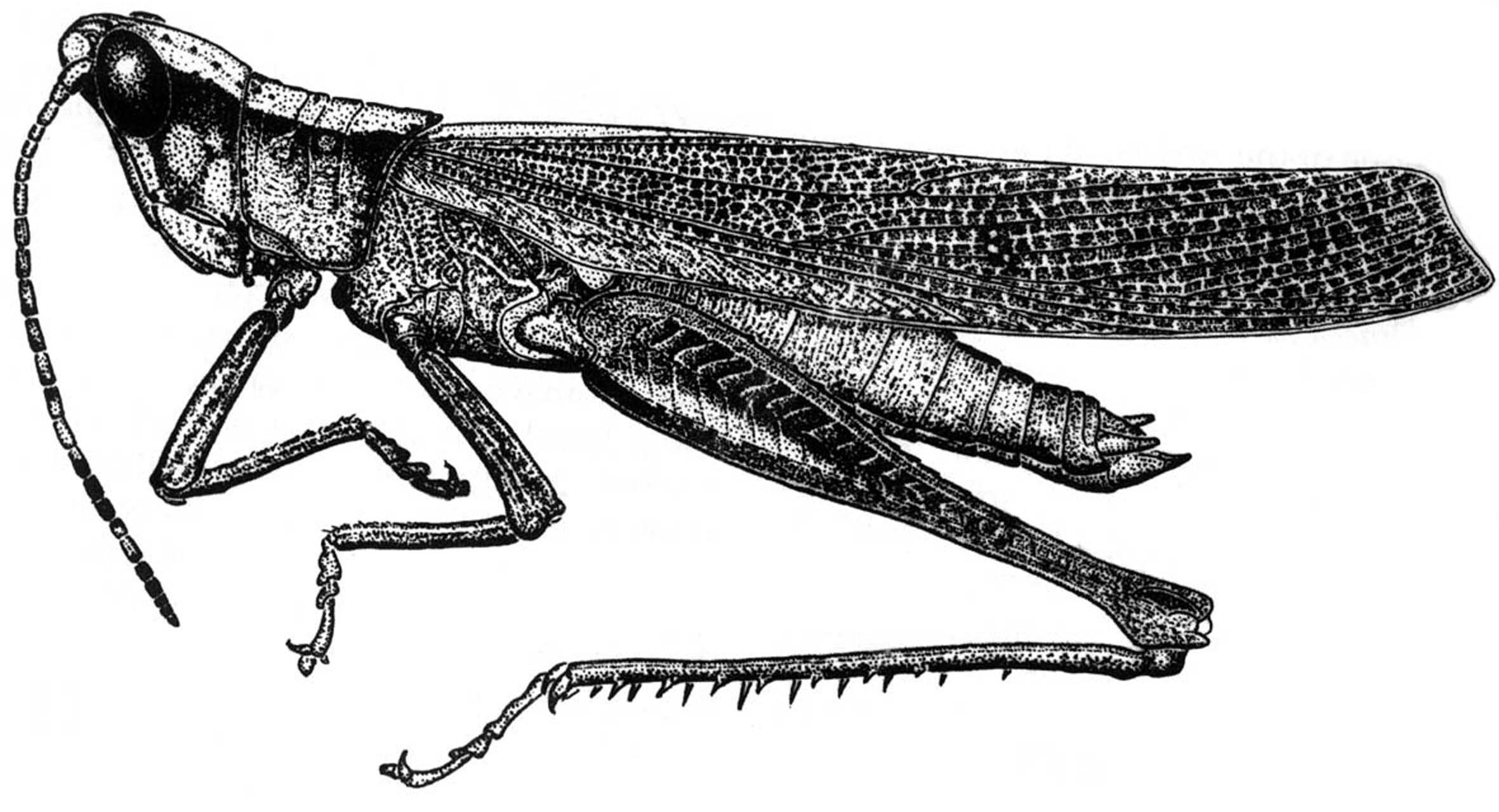 Phaeoparia rondoni Carbonell, 2002: Fig. 11 (after holotype). male habitus. (Otu).