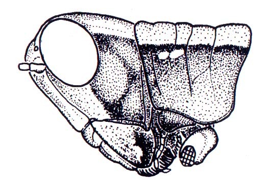 Phaeoparia amblyceps Hebard, 1923: Fig. 47A. male head and pronotum, lateral view. (Otu).