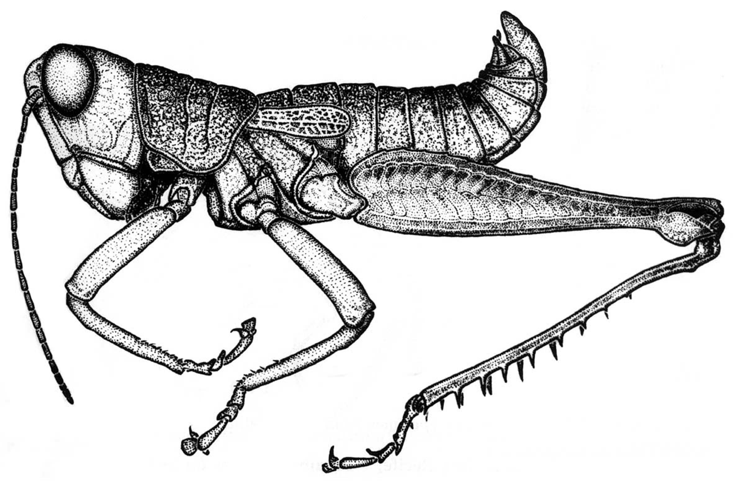 Phaeoparia carrascoi Carbonell, 2002: Fig. 15 (after paratype). male habitus. (Otu).