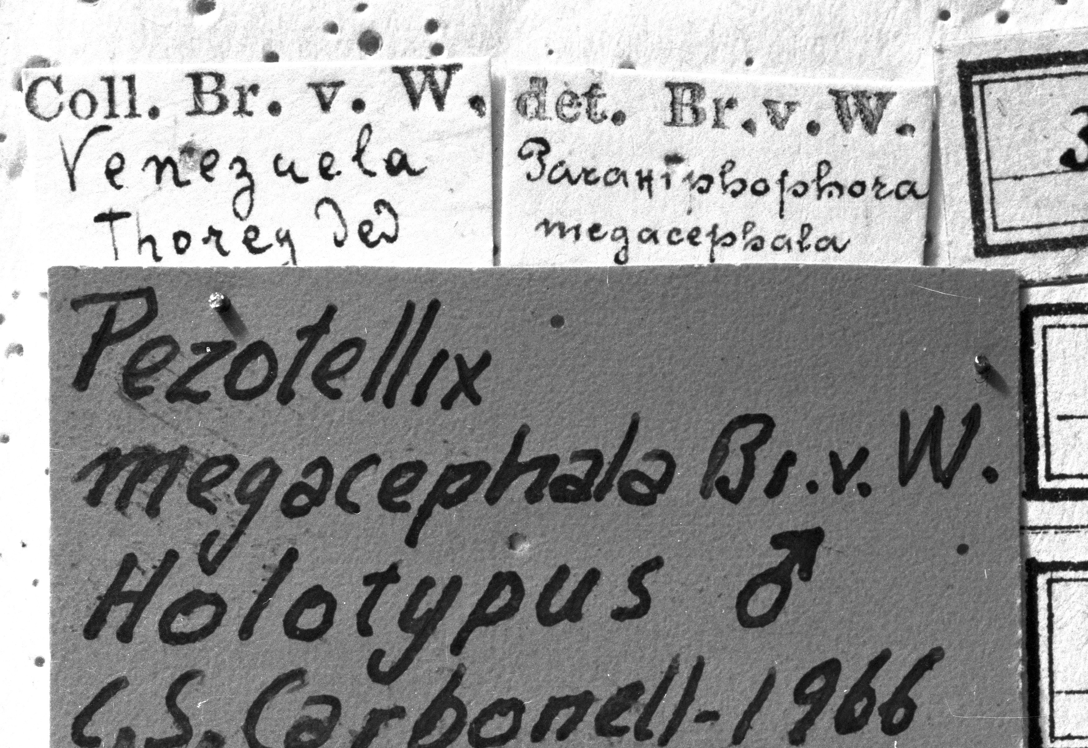 CollectionObject 1532750; 28a27221-854d-4dc3-9293-51b7b2c6da6a: Image Carbonell, C.S. Label male (holotype). (CollectionObject).