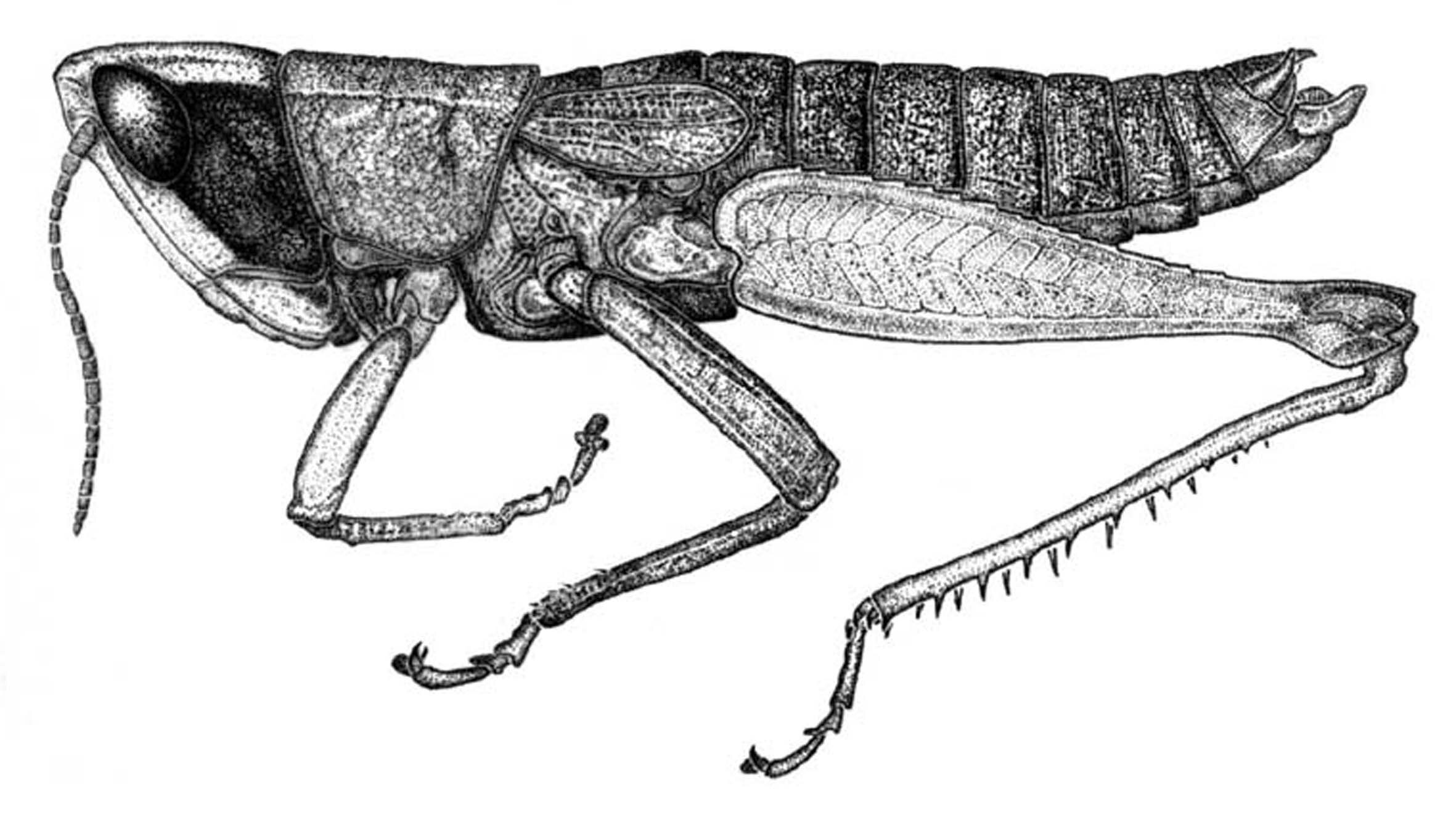 Tepuiacris duidae Carbonell, 2002: Fig. 35 (after paratype). male habitus. (Otu).