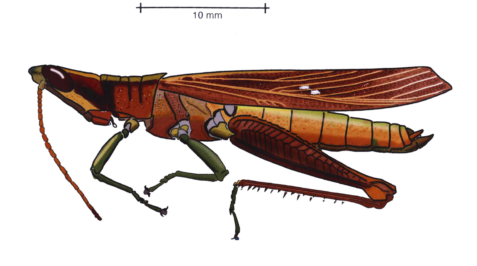 Costarica costaricensis (Carbonell, 2002): male, lateral view. (Otu).