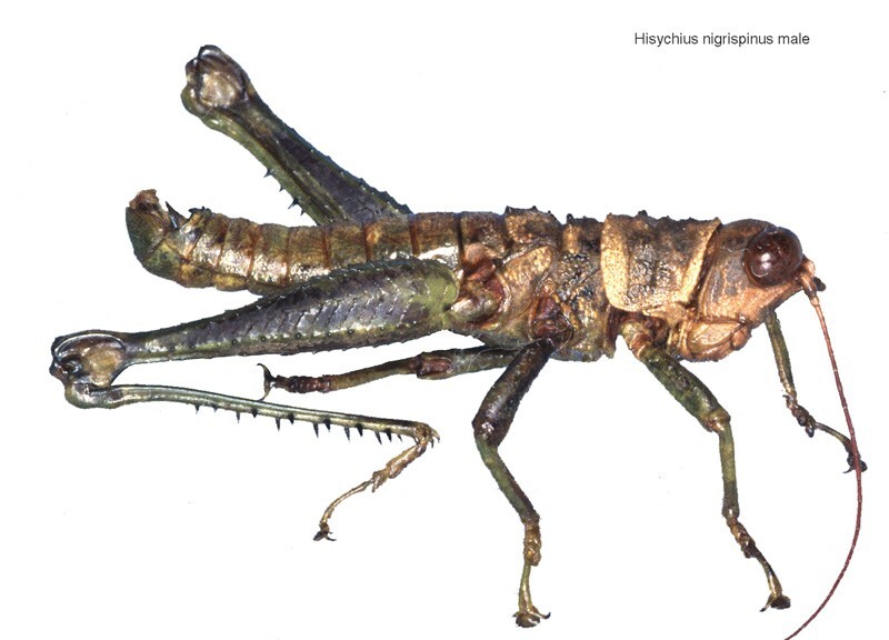 Hisychius nigrispinus Stål, 1878: male. (Otu).