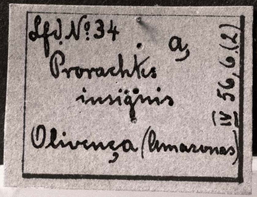 CollectionObject 1501125; d3f8b355-860e-4ff5-8e8a-86207050049f: Image C.S. Carbonell. label (syntype). (CollectionObject).