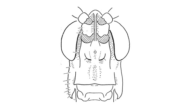 Munatia biolleyi Carl, 1916: Fig. 2. male head, frontal view. (Otu).
