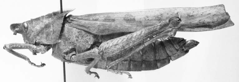 CollectionObject 1523911; 6f56b872-3afb-4b1c-908e-386aa34e54d0: famale, lateral view (holotype). (CollectionObject).