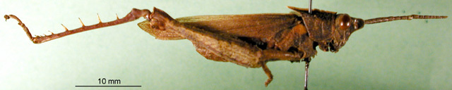 CollectionObject 1501123; f19afb54-f852-458f-b0c2-1255539c4de6, MfN 2029: male, lateral view (holotype). (CollectionObject).