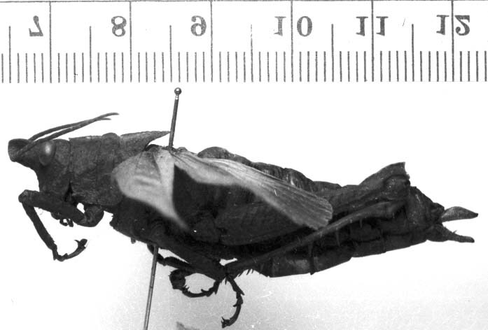 CollectionObject 1540842; c4facf7b-f865-4e99-ada8-4ed5bebb5728: Image, Carbonell, C.S. female, lateral view (holotype). (CollectionObject).