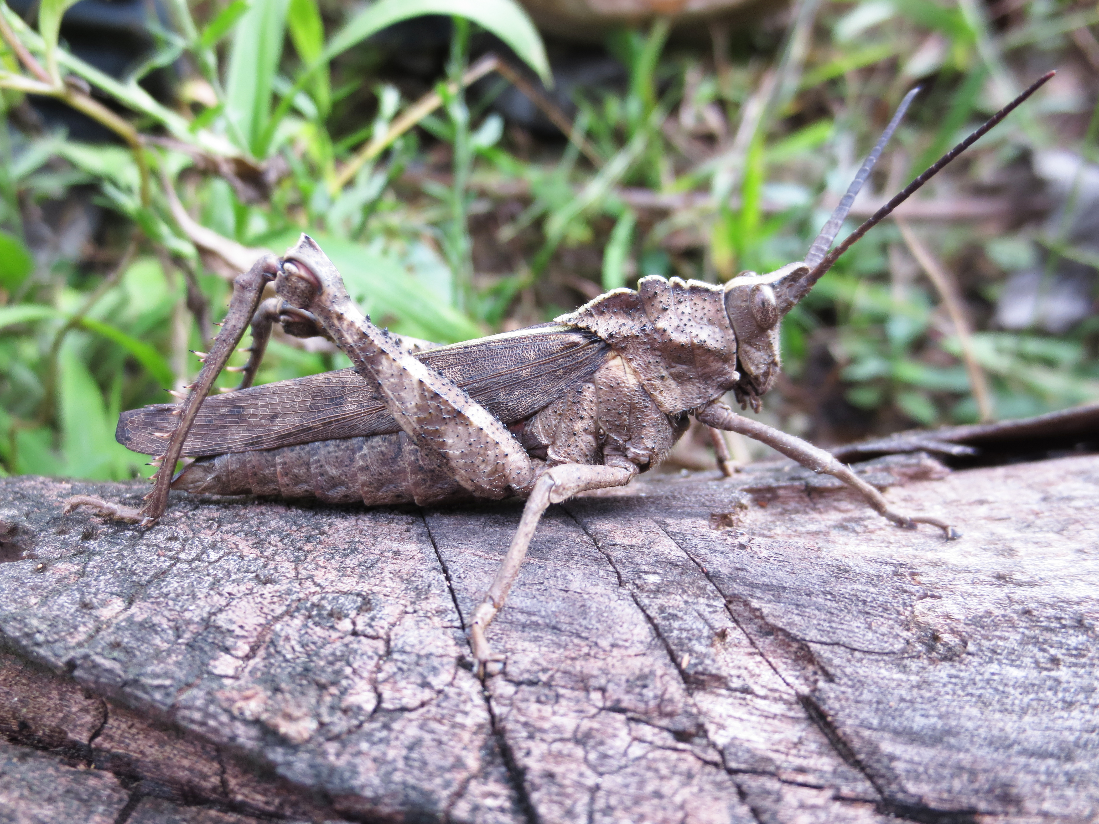 Procolpia inclarata (Walker, 1870): female. (Otu).