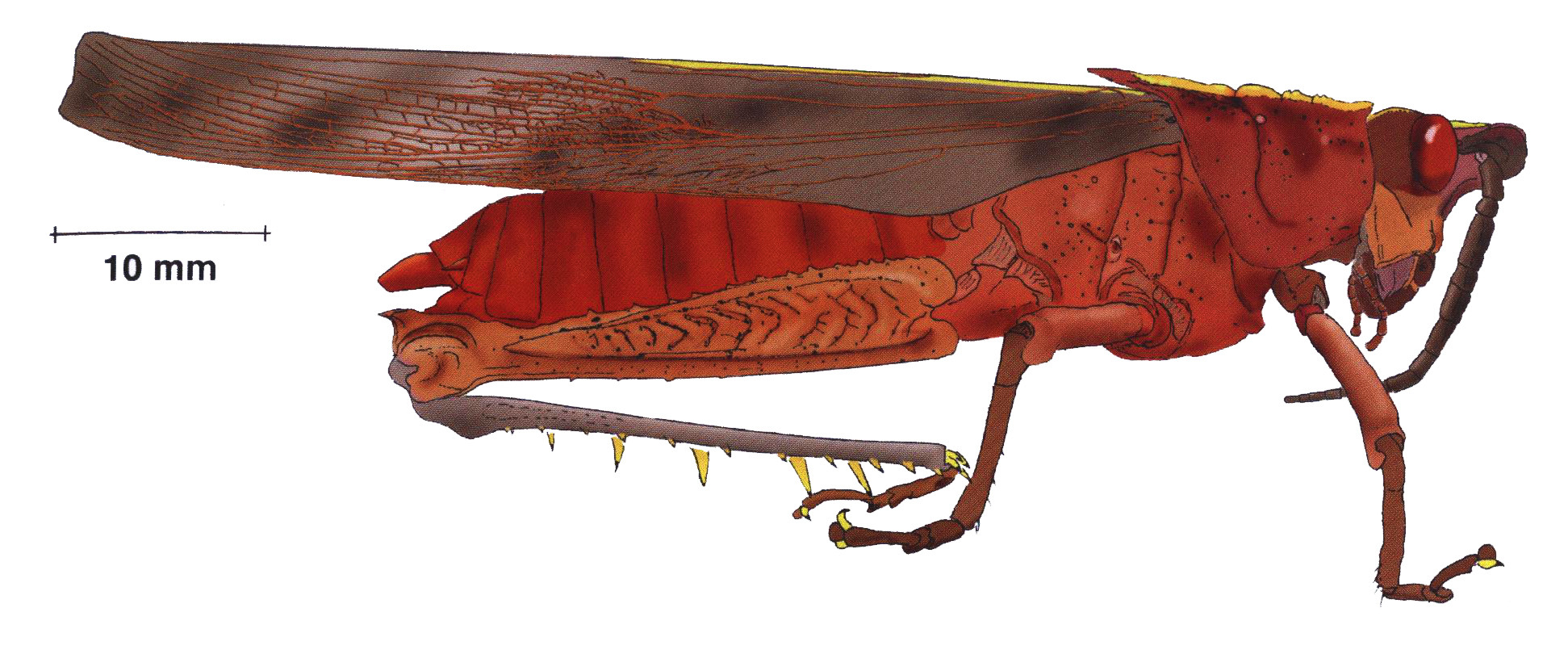 Procolpia lankesteri Rehn, 1955: male, lateral view. (Otu).