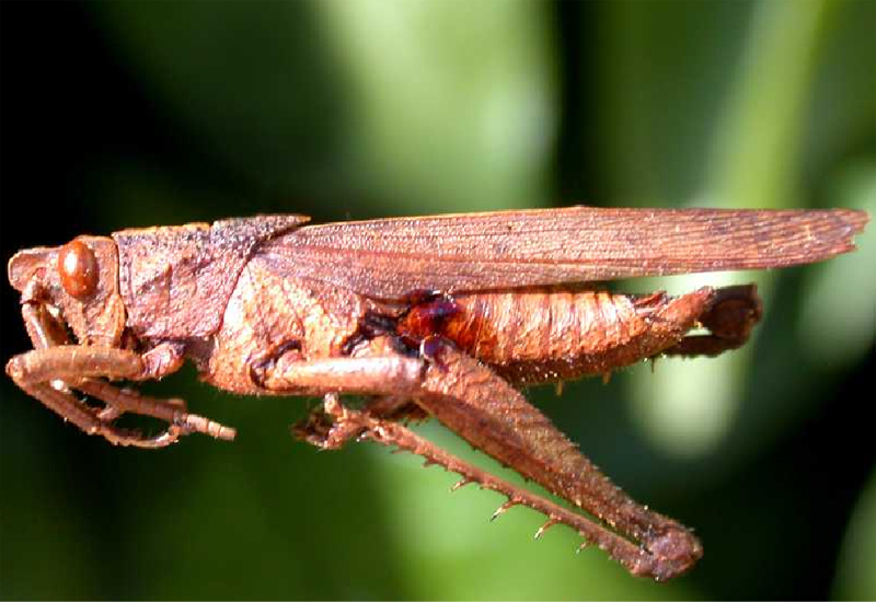 Procolpia minor Giglio-Tos, 1894: male. (Otu).