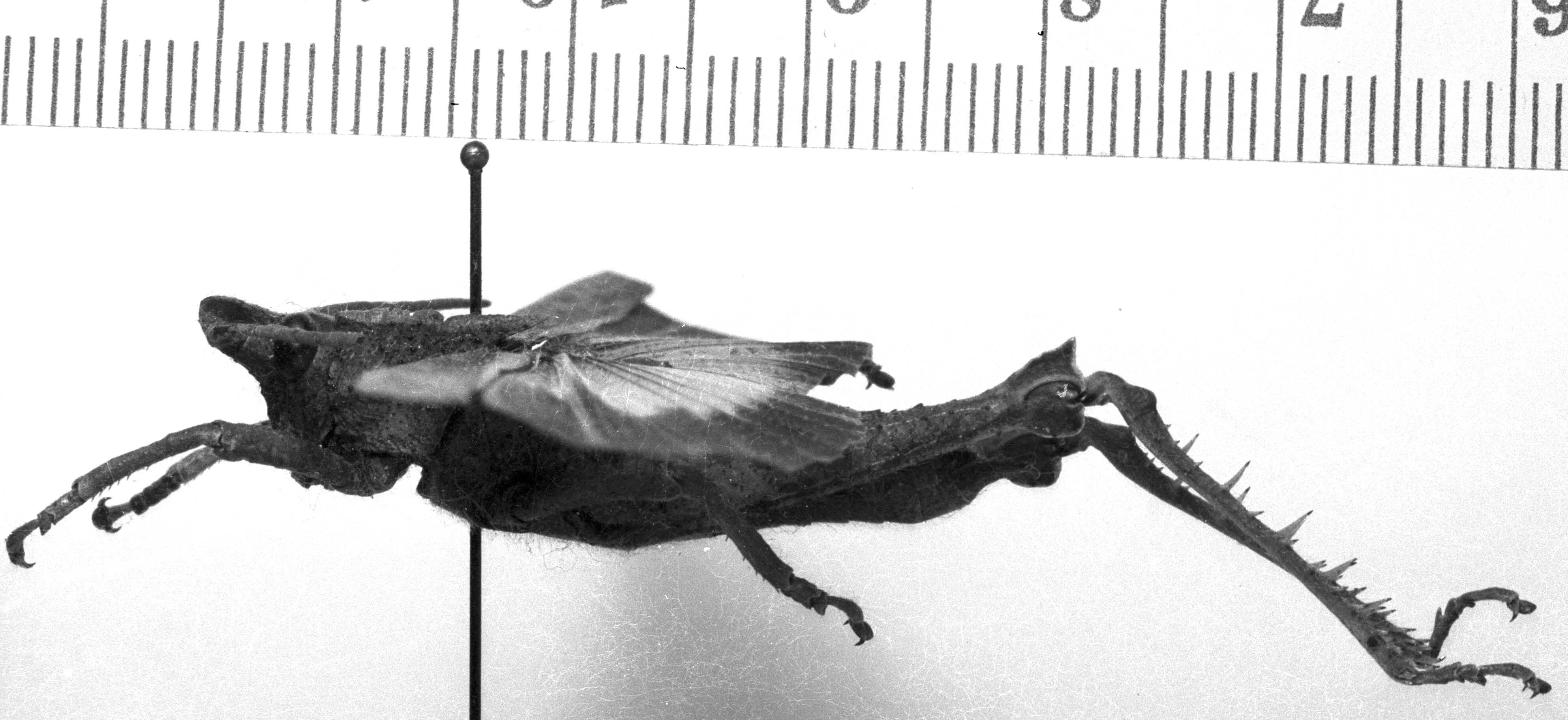 CollectionObject 1535590; fc99a447-9061-4373-b34a-d6c286e27b88: Image Carbonell, C.S. male, lateral view (syntype). (CollectionObject).