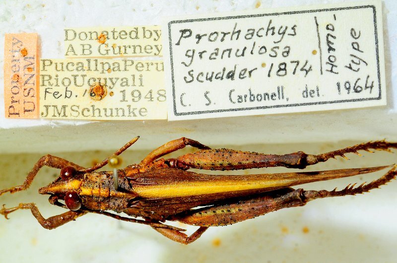 CollectionObject 1498823; 4a602b88-4efd-4ea4-b8d1-3ecc68a55799: 2012. male, dorsal view. (CollectionObject).