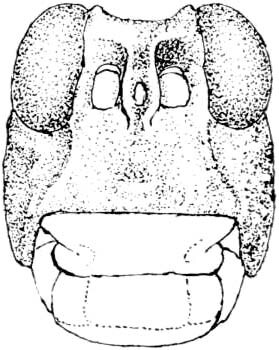 Phrynotettix robustus robustus (Bruner, 1889): Fig. 328. male, head, facial view. (Otu).