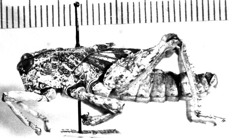 Phrynotettix robustus adjunctus Rehn & Grant, 1959: male, lateral view. (Otu).