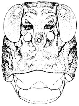 Phrynotettix robustus occultus Rehn & Grant, 1959: Fig. 330. male head, frontal view. (Otu).
