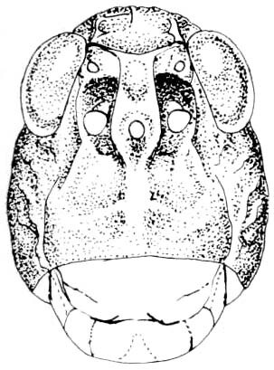 CollectionObject 1477879; 67adbdab-88be-4124-af6b-bd2c38429376: Fig. 321. female head, frontal view. (CollectionObject).