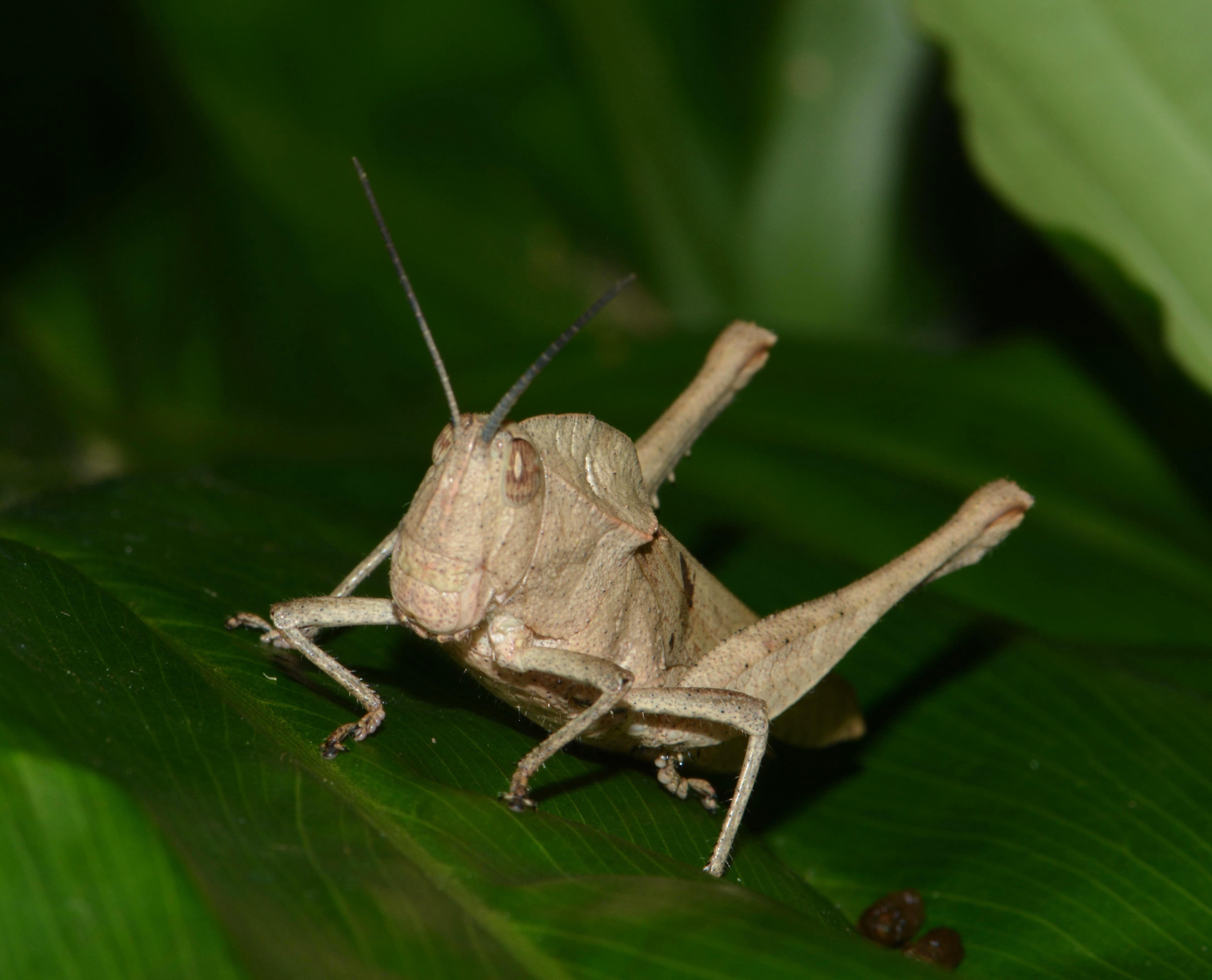 CollectionObject 1580058; ac161d7c-385e-431c-812f-295ad4c2ae85: female, face. (CollectionObject).