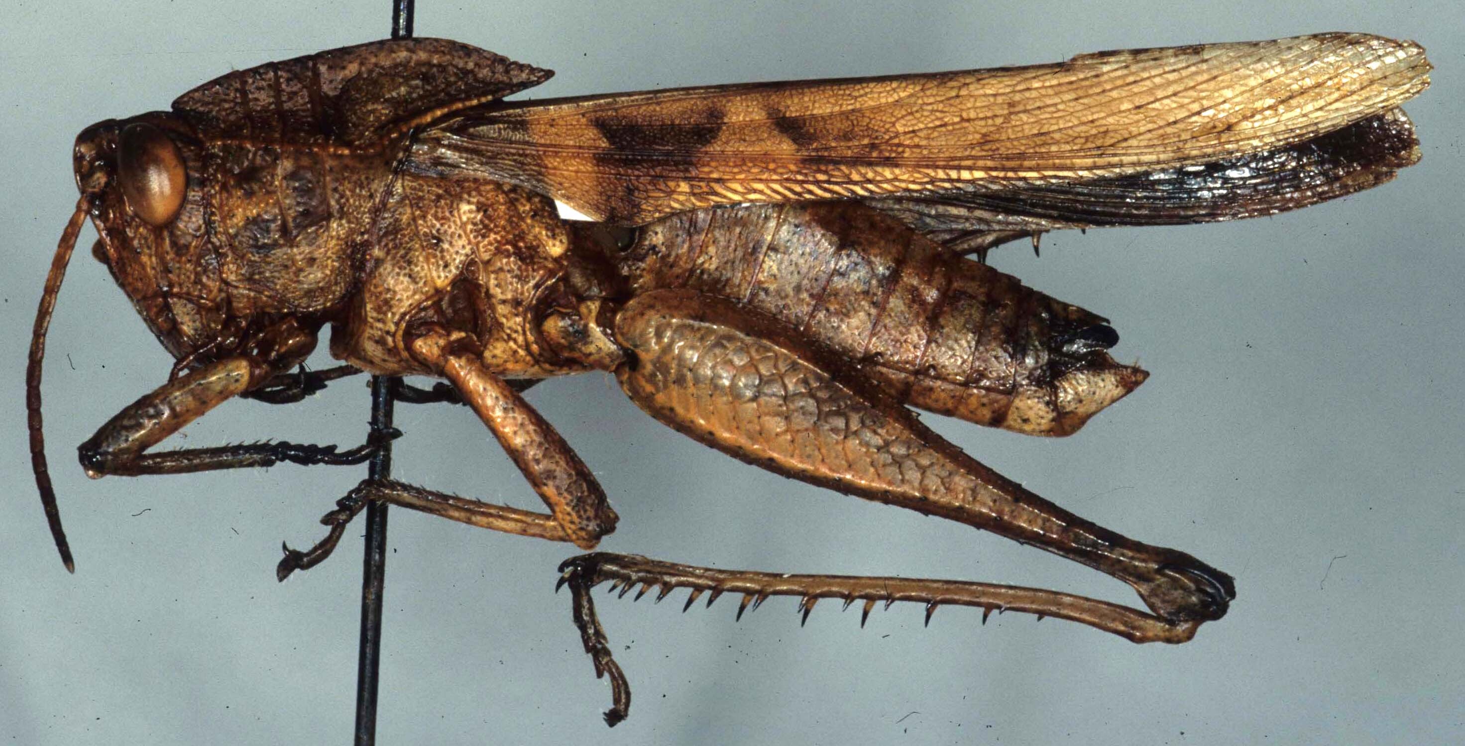 Xyleus discoideus angulatus (Stål, 1873): Image, C.S. Carbonell. male, lateral view (Brasil, Pernambuco, IV-1972). (Otu).