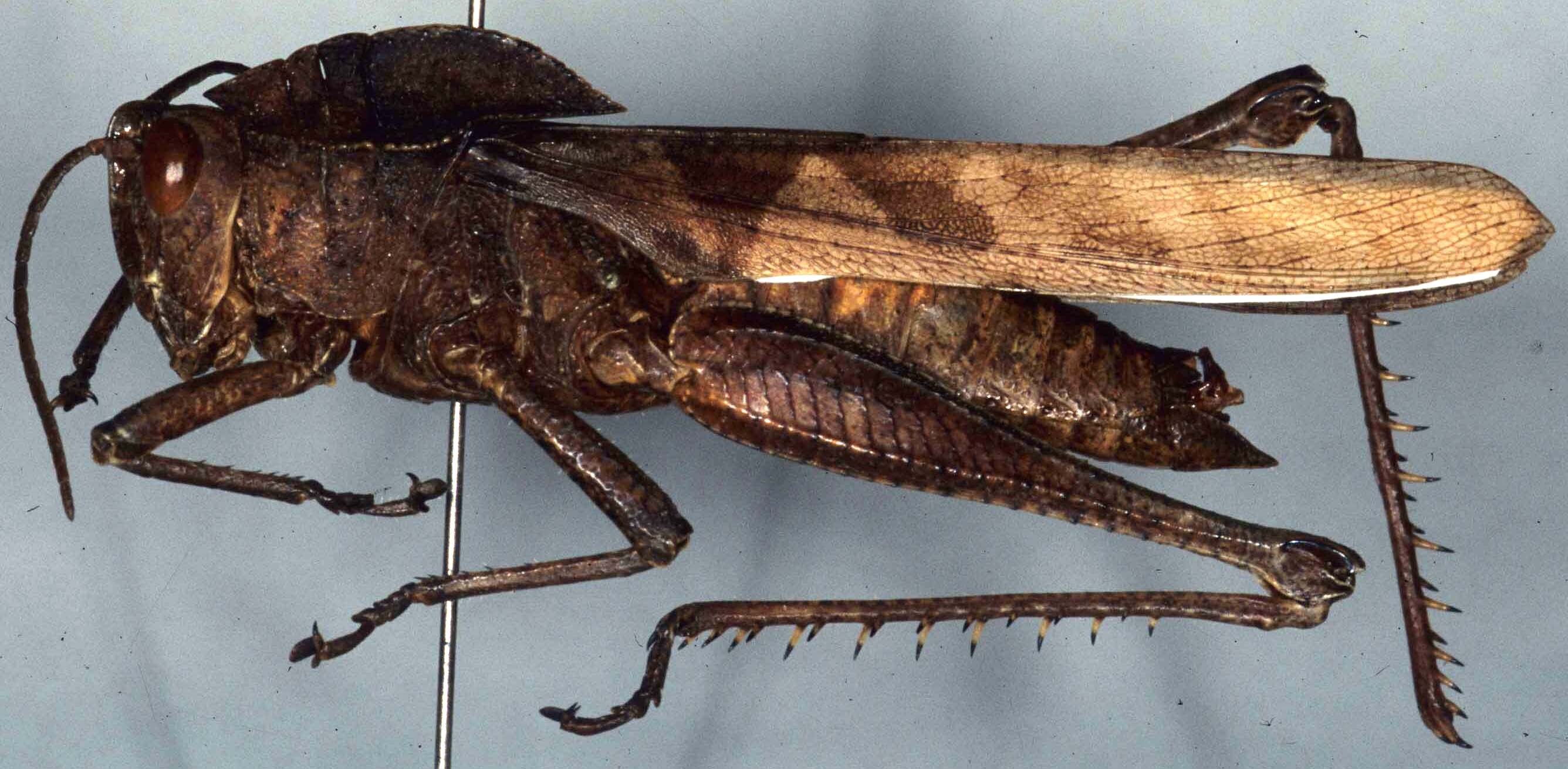 Xyleus discoideus discoideus (Serville, 1831): male, lateral view (Brazil, Rio de Janeiro, Floresta de Tijuca, V-1978). (Otu).