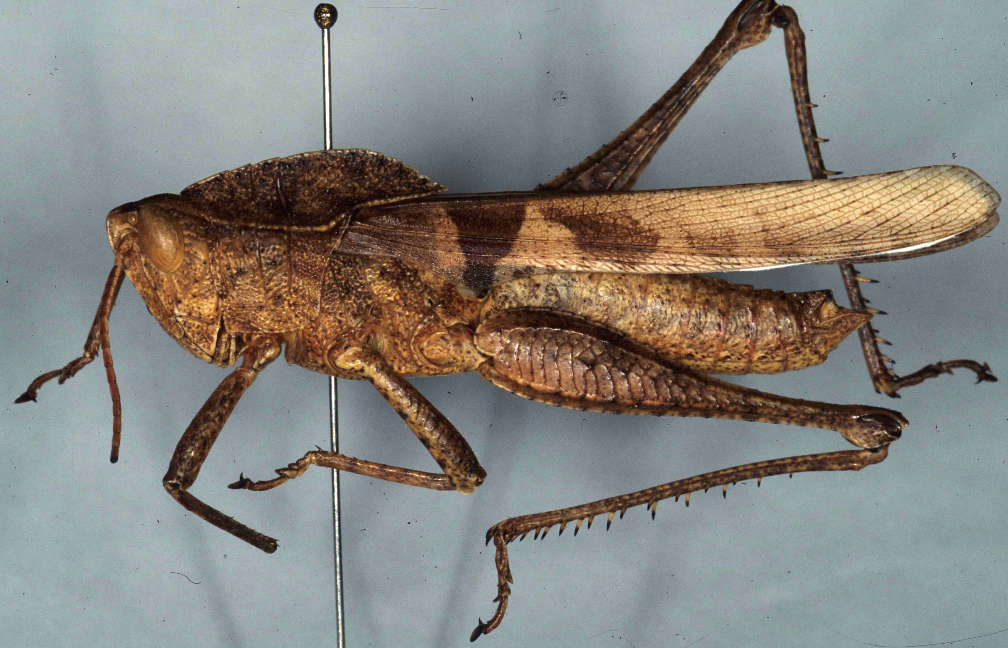 Xyleus discoideus rosulentus (Stål, 1878): Image, C.S. Carbonell. male (Colombia, Meta nr. Puerto Lopez, XI-1972). (Otu).