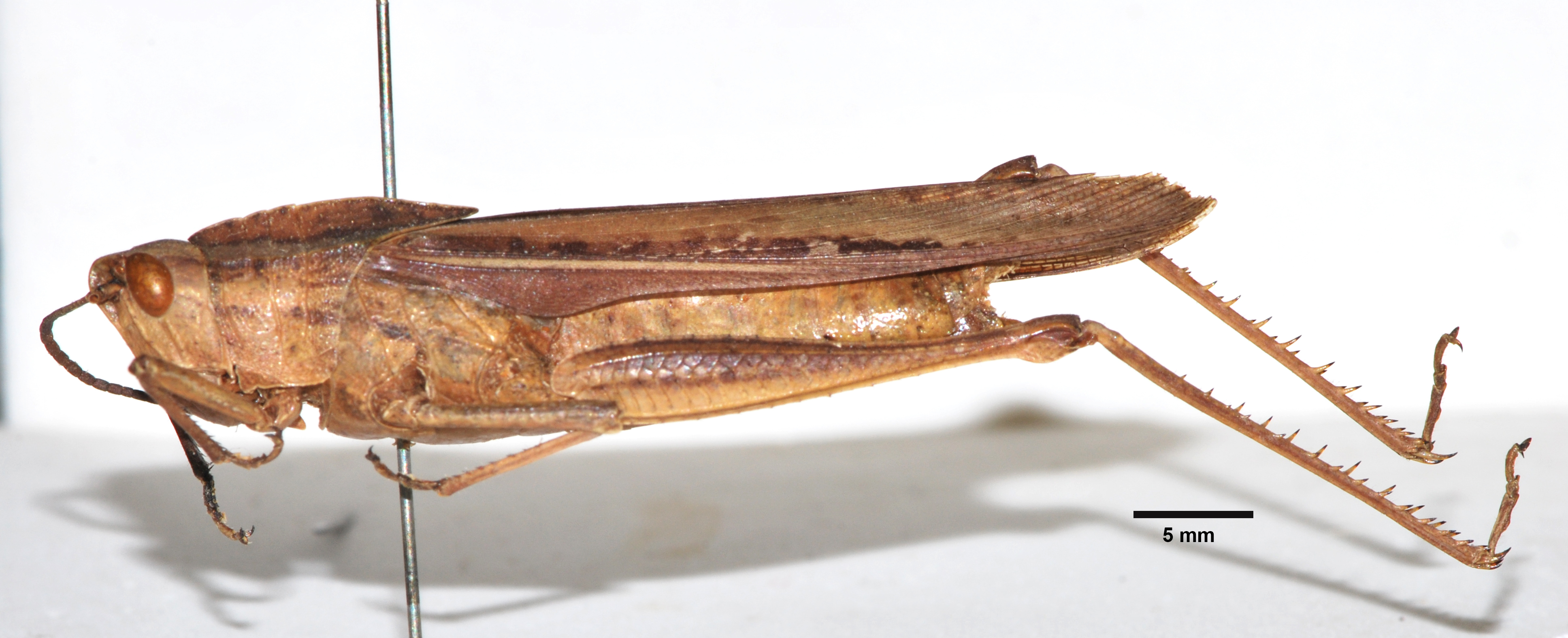 CollectionObject 1533384; 8dca2bba-07b9-411d-9f20-bf232ab70643, USNM 12083: female, lateral view (syntype). (CollectionObject).