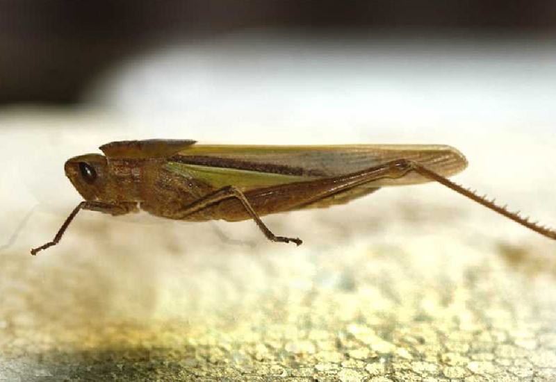 Xyleus gracilis (Bruner, 1905): male, habitus. (Otu).