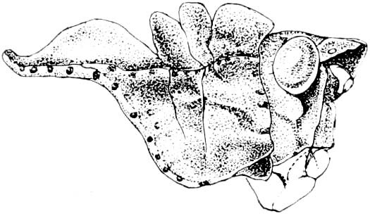 Dracotettix monstrosus Bruner, 1889: Fig. 307. male, head and pronotum, lateral view. (Otu).
