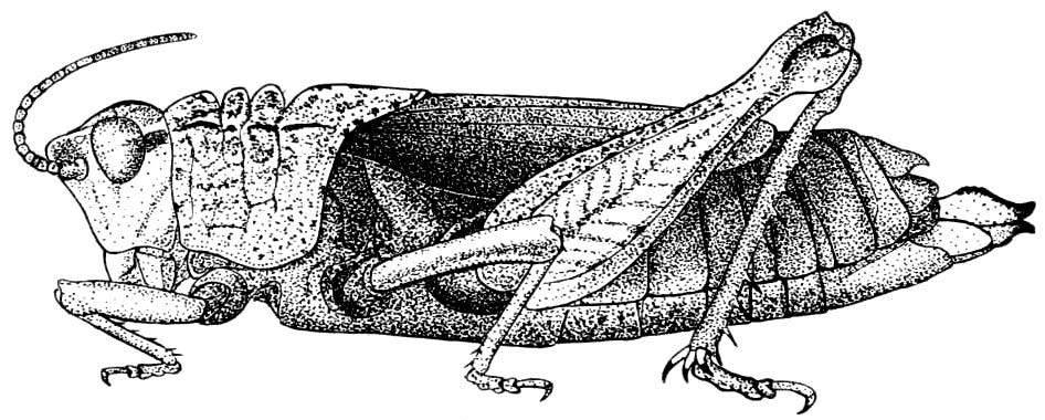 Dracotettix newboldi Hebard, 1931: Pl. 12 fig. 7 (after holotype). female habitus (body length 36.7, prontum 10.1, femur 12.2 mm). (Otu).
