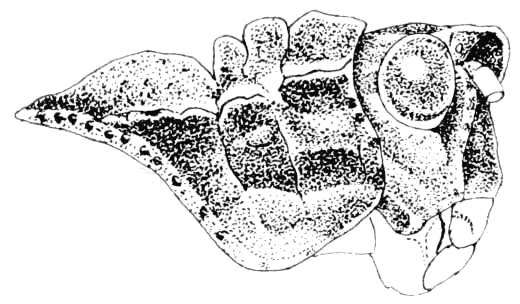 Dracotettix plutonius Bruner, 1893: Fig. 300. male, head and pronotum, lateral view. (Otu).