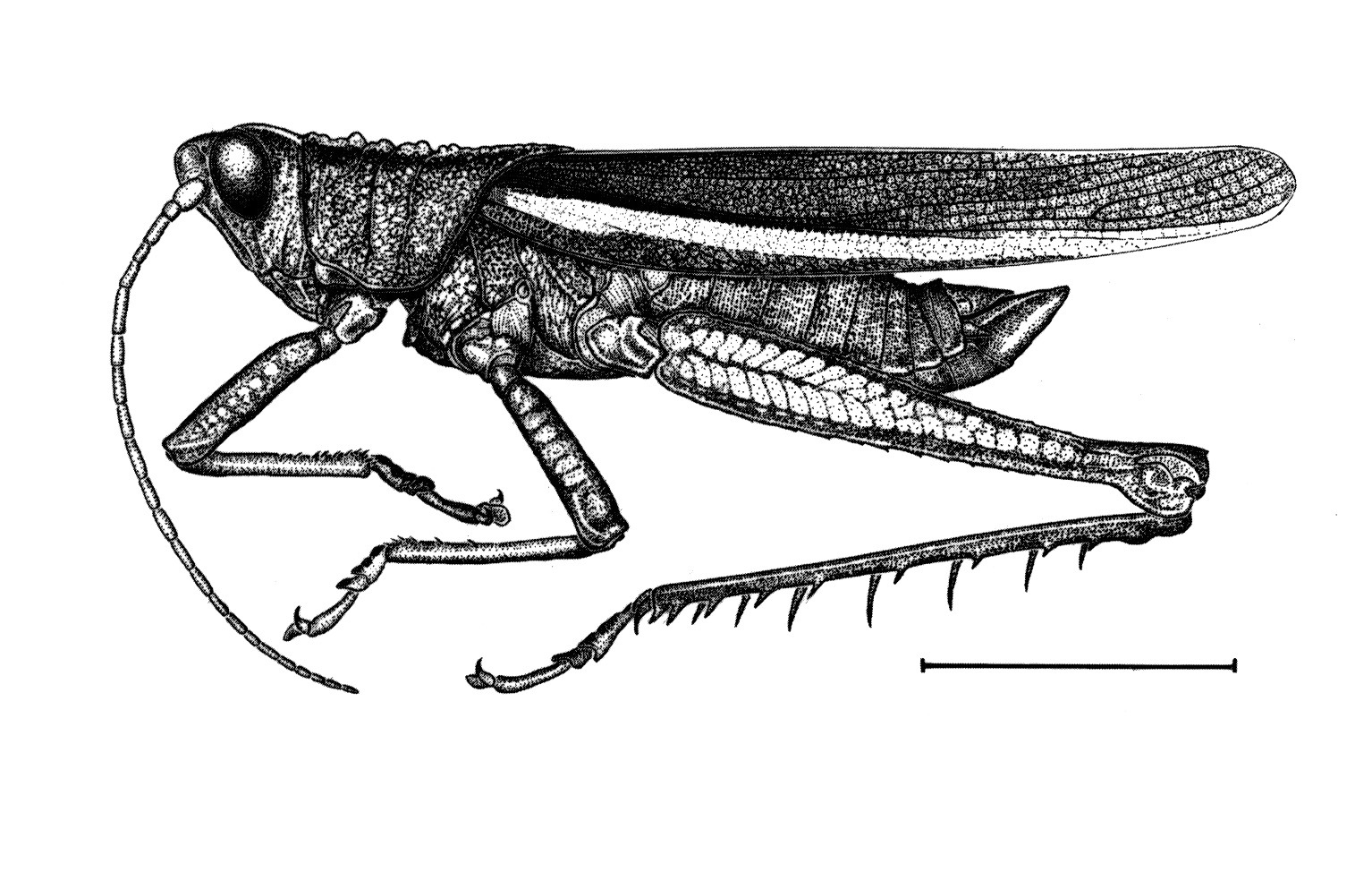Agriacris bivittata (Gerstaecker, 1873): Fig. 14. male habitus. (Otu).