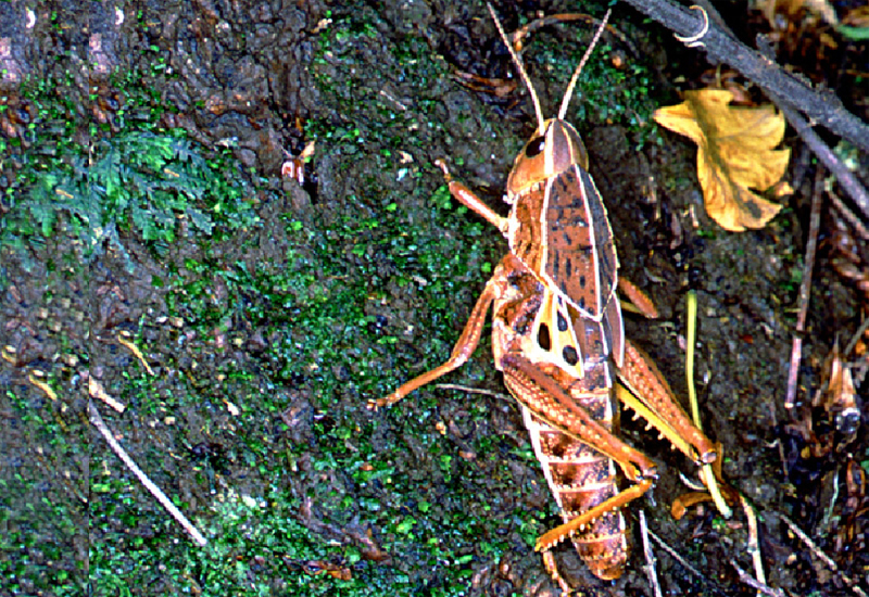 Alcamenes brevicollis Stål, 1878: male. (Otu).