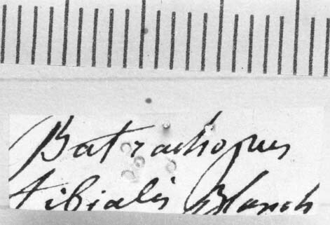 CollectionObject 1540828; d4c24bc8-6ef0-45ac-add8-792485267e32: Image Carbonell, C.S. label (holotype of Batrachopus tibialis). (CollectionObject).