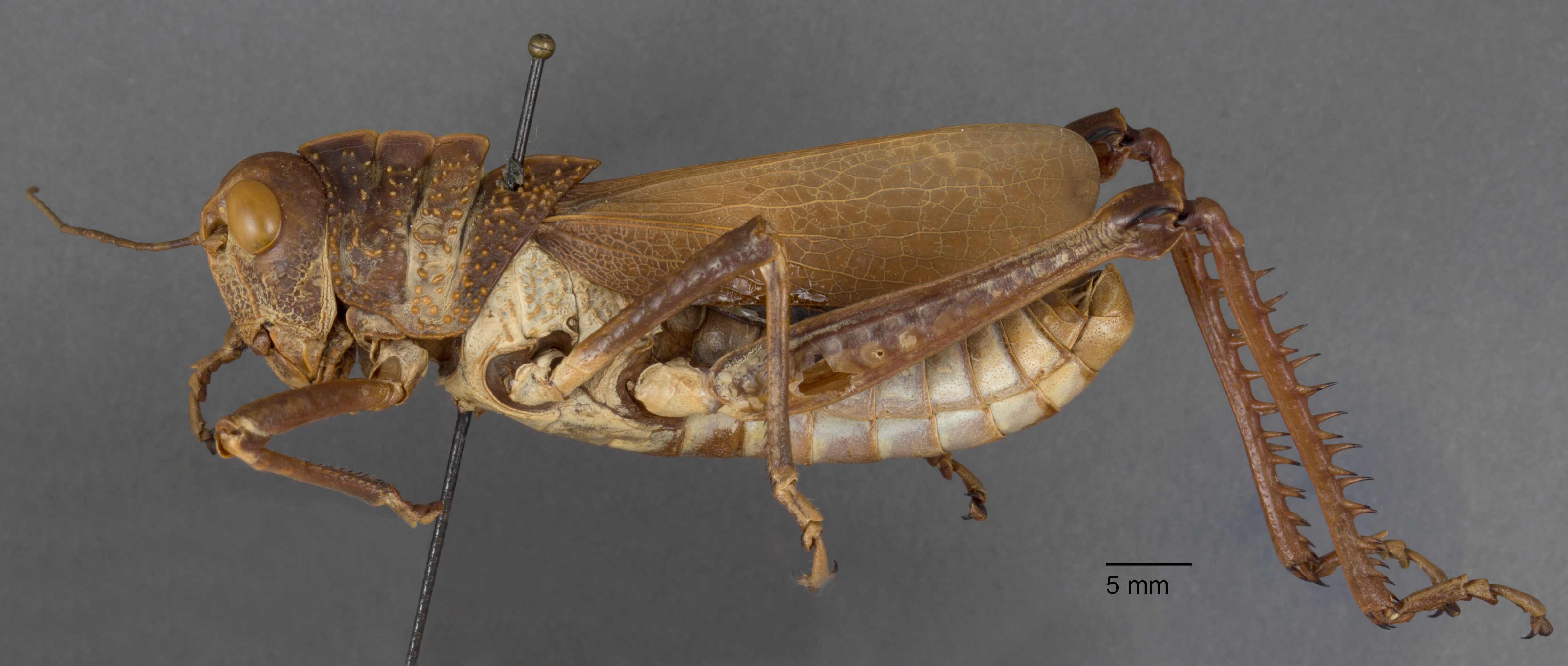 CollectionObject 1523886; b9fa48c5-7f26-4b75-a29b-3f9b3a398c8b: male, lateral view (syntype). (CollectionObject).