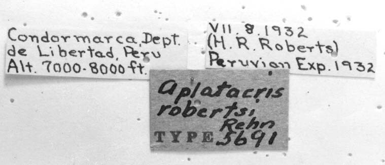 CollectionObject 1523887; a2049ff2-3724-46c5-81d0-937a9d2642cd: labels (holotype). (CollectionObject).