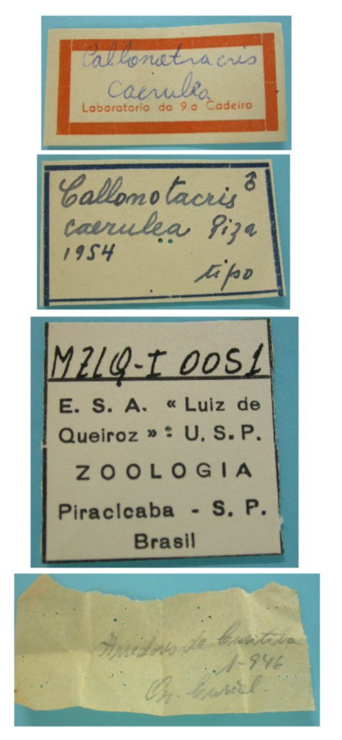 Callonotacris caerulea Piza, 1953: labels, male (holotype). (Otu).