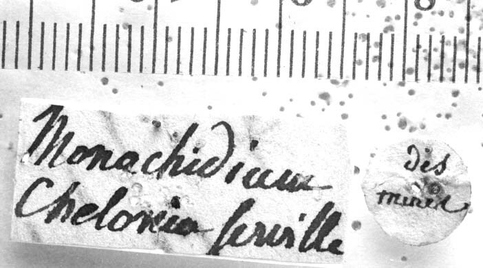 CollectionObject 1477911; 65cb339f-9863-4bfe-a0fb-deb08e8bc0ed: Image, Carbonell, C.S. labels (holotype). (CollectionObject).