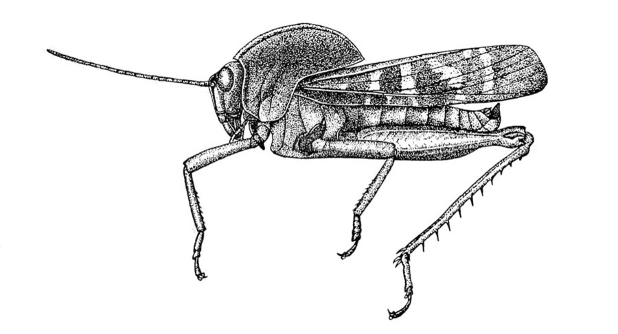 Callonotacris lophophora Rehn, 1909: Fig. 15 (after type). male habitus. (Otu).