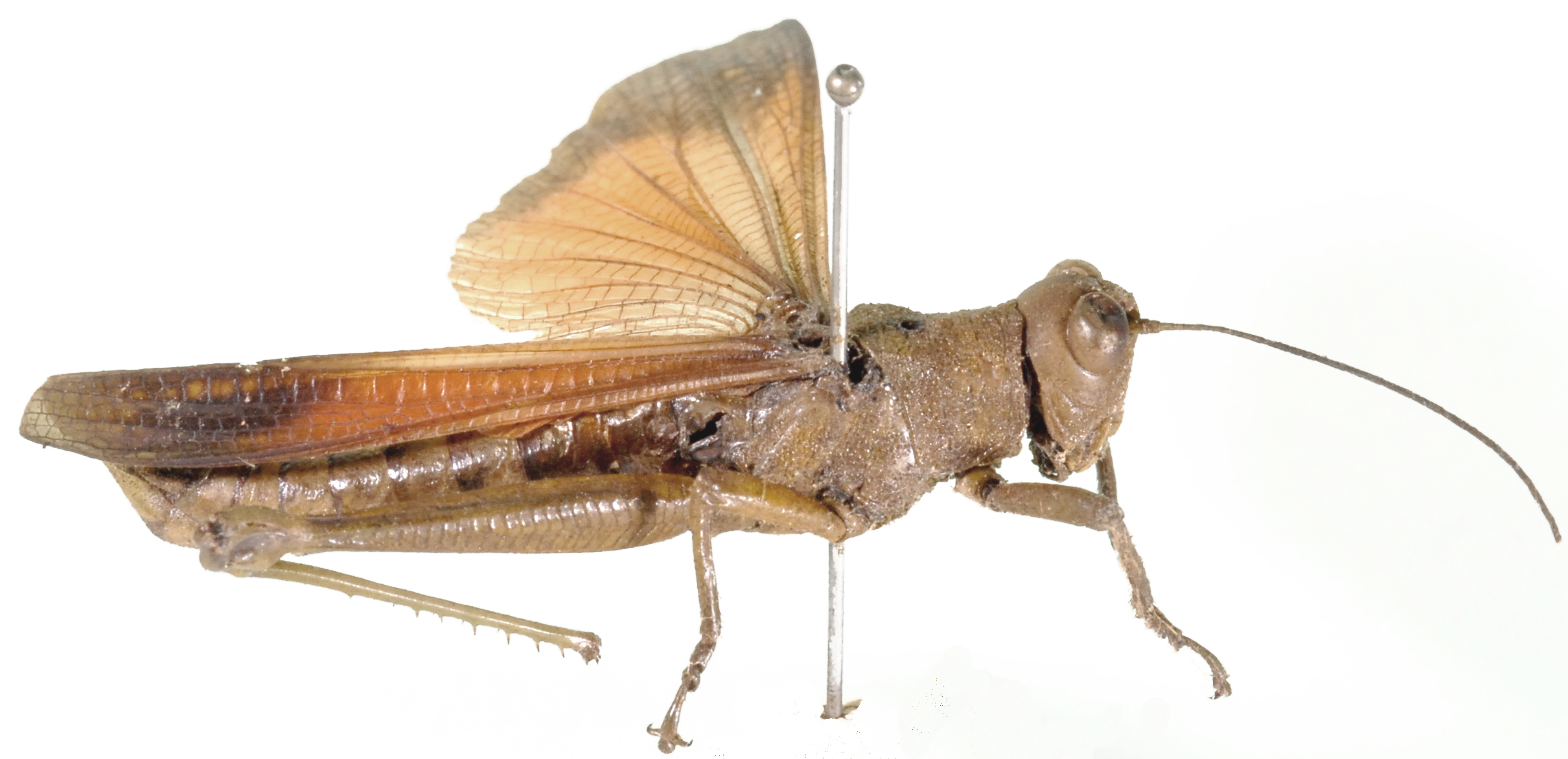 Chariacris fissa (Stål, 1878): as Anaua fissa. male, lateral view. (Otu).