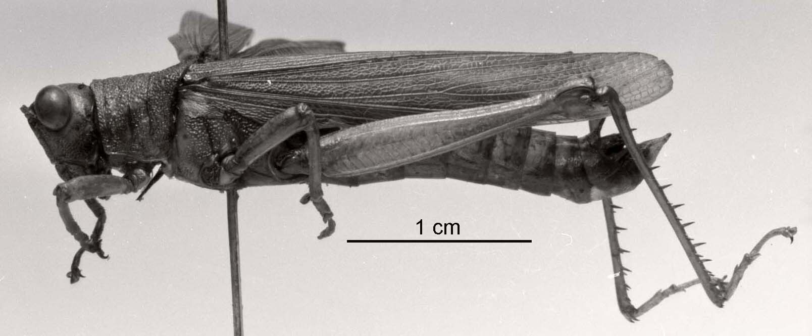 CollectionObject 1526829; 09d31862-a7b3-44c8-9f97-881efd7e86dd: male, lateral view. (CollectionObject).