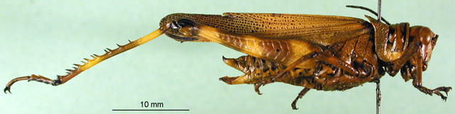 CollectionObject 1501117; 69a60d5f-8753-49d2-96e3-c70df64f7035: female, lateral view (holotype). (CollectionObject).