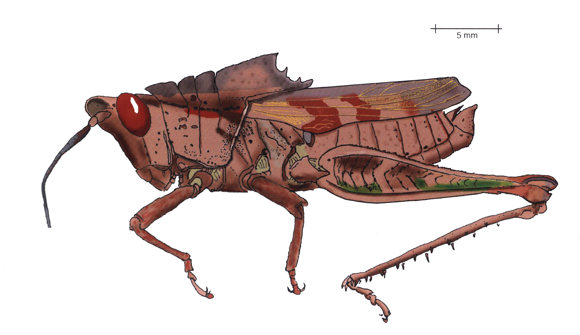 Colpolopha rehni Hebard, 1923: male, lateral view. (Otu).