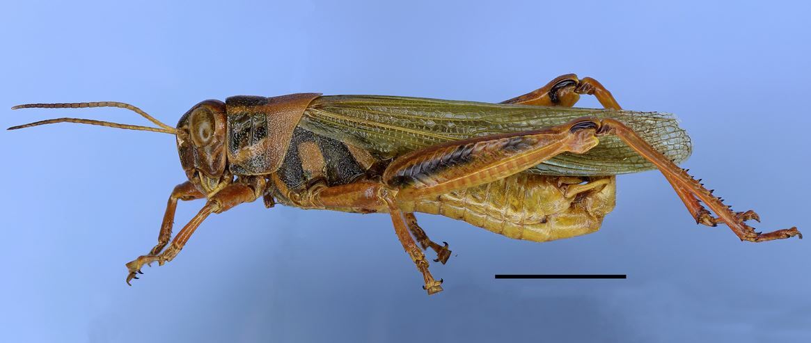 Diponthus dispar Gerstaecker, 1873: male. (Otu).