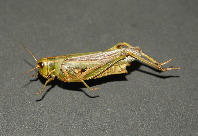 Diponthus electus (Serville, 1838): female. (Otu).
