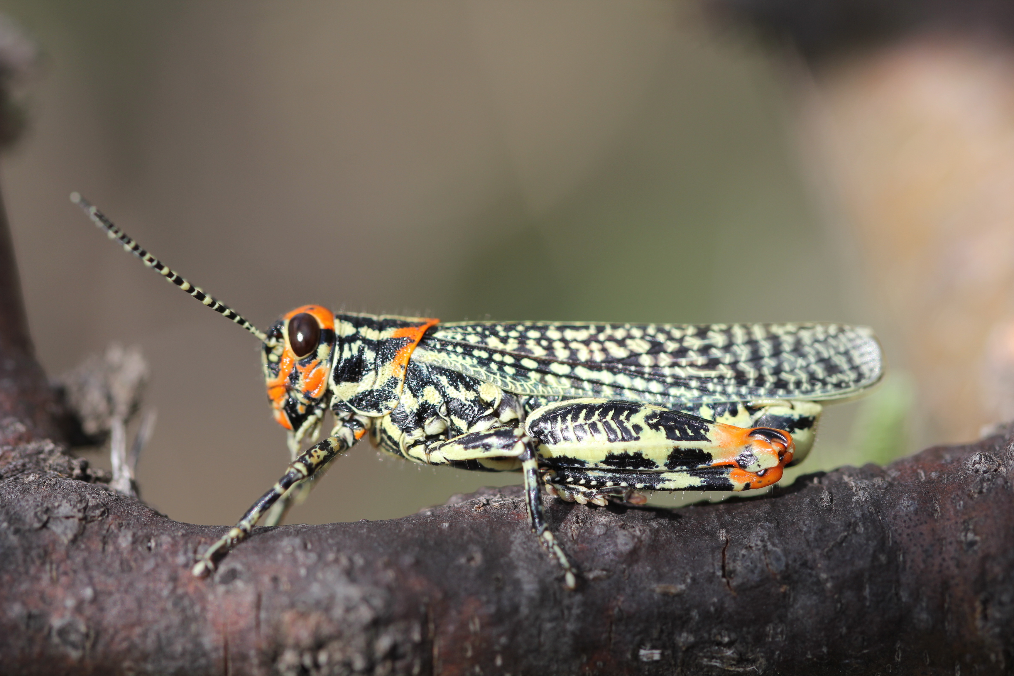 Diponthus puelchus Pictet & Saussure, 1887: male. (Otu).