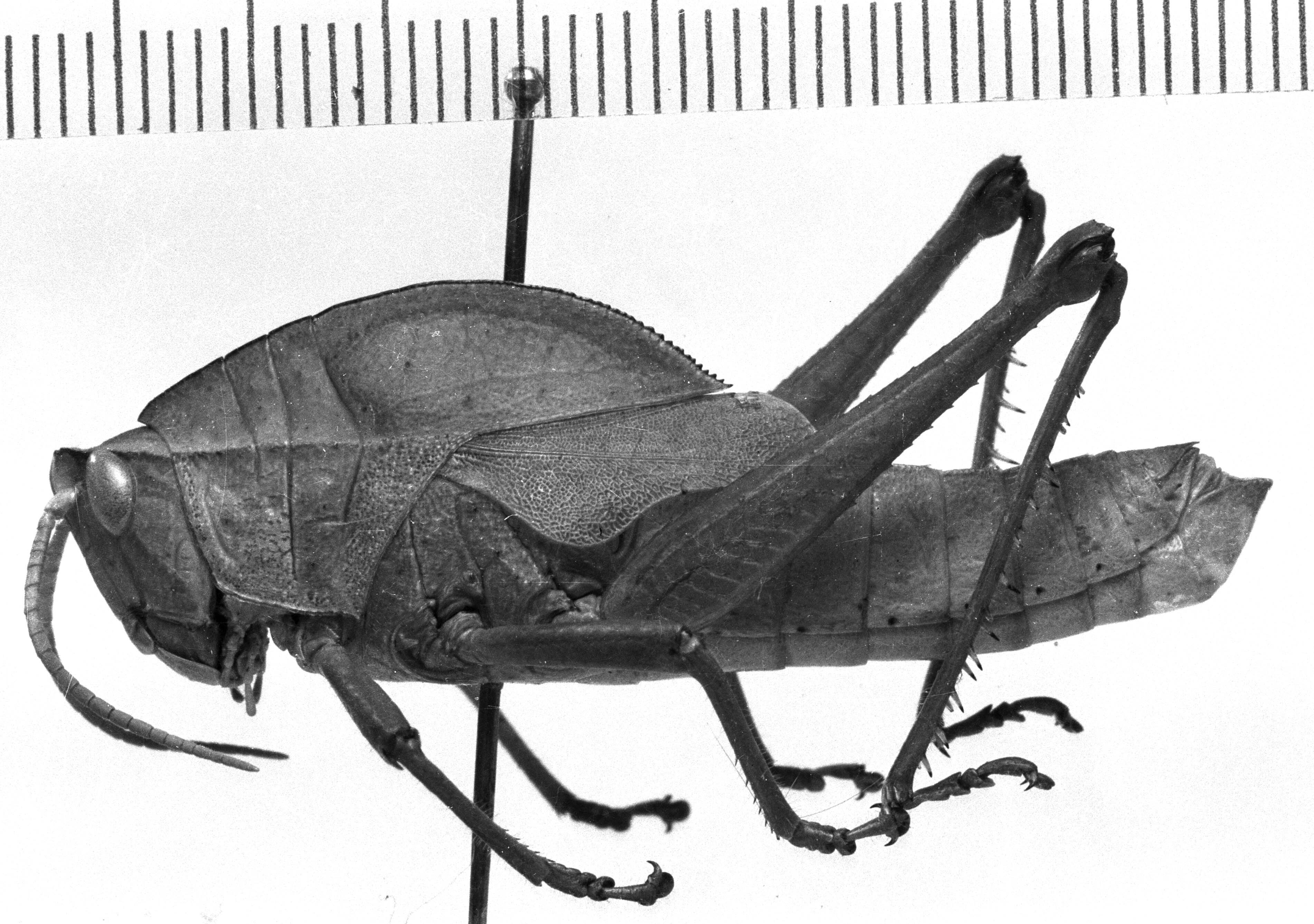 CollectionObject 1543592; 39103051-1d69-4756-a1fa-a48c9466c74c: Image Carbonell, C.S. male, lateral view (lectotype). (CollectionObject).