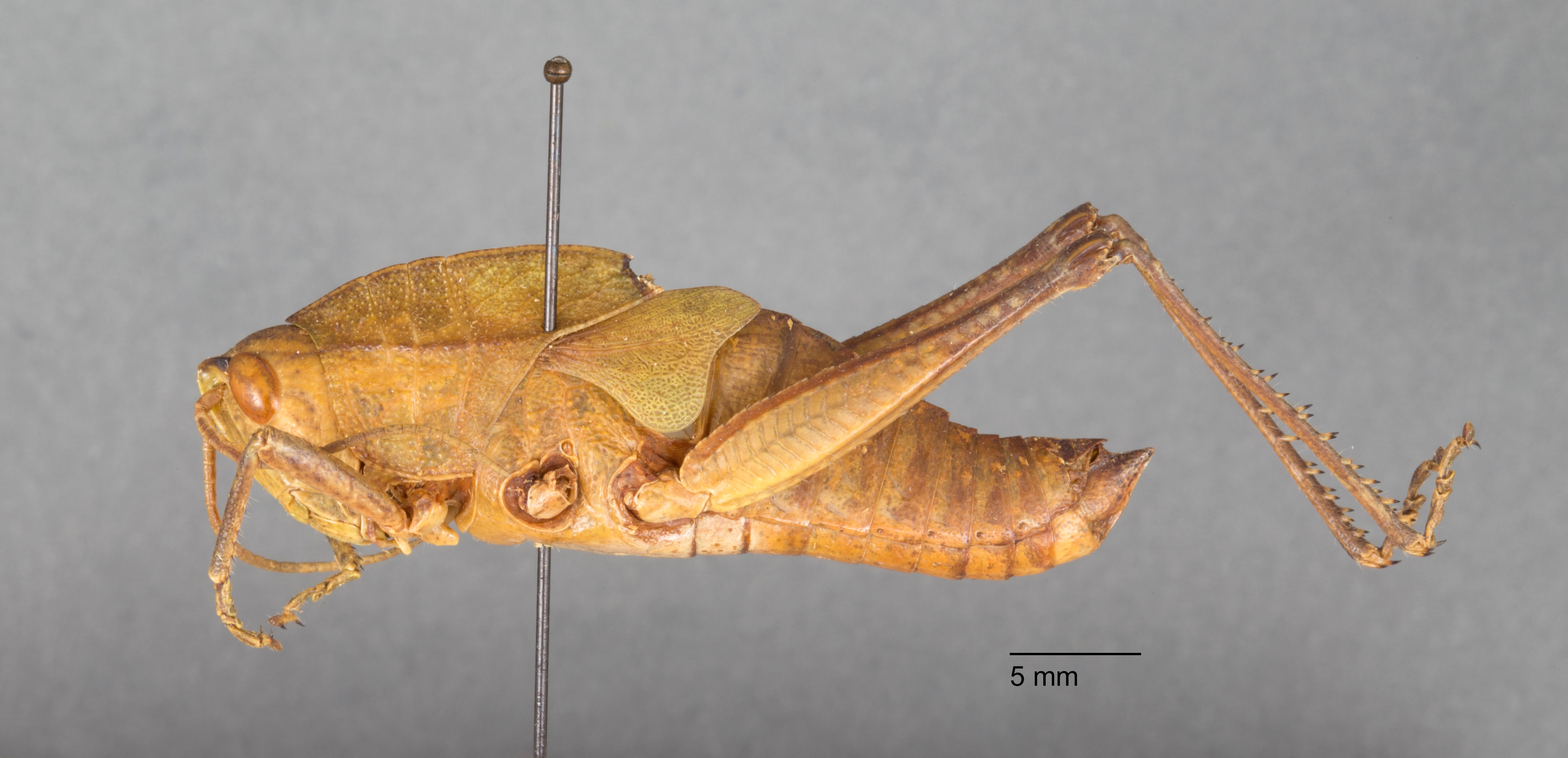 CollectionObject 1523907; 22ec5a15-3909-4f33-918c-8dfb0aa64db5: male, lateral view (lectotype). (CollectionObject).